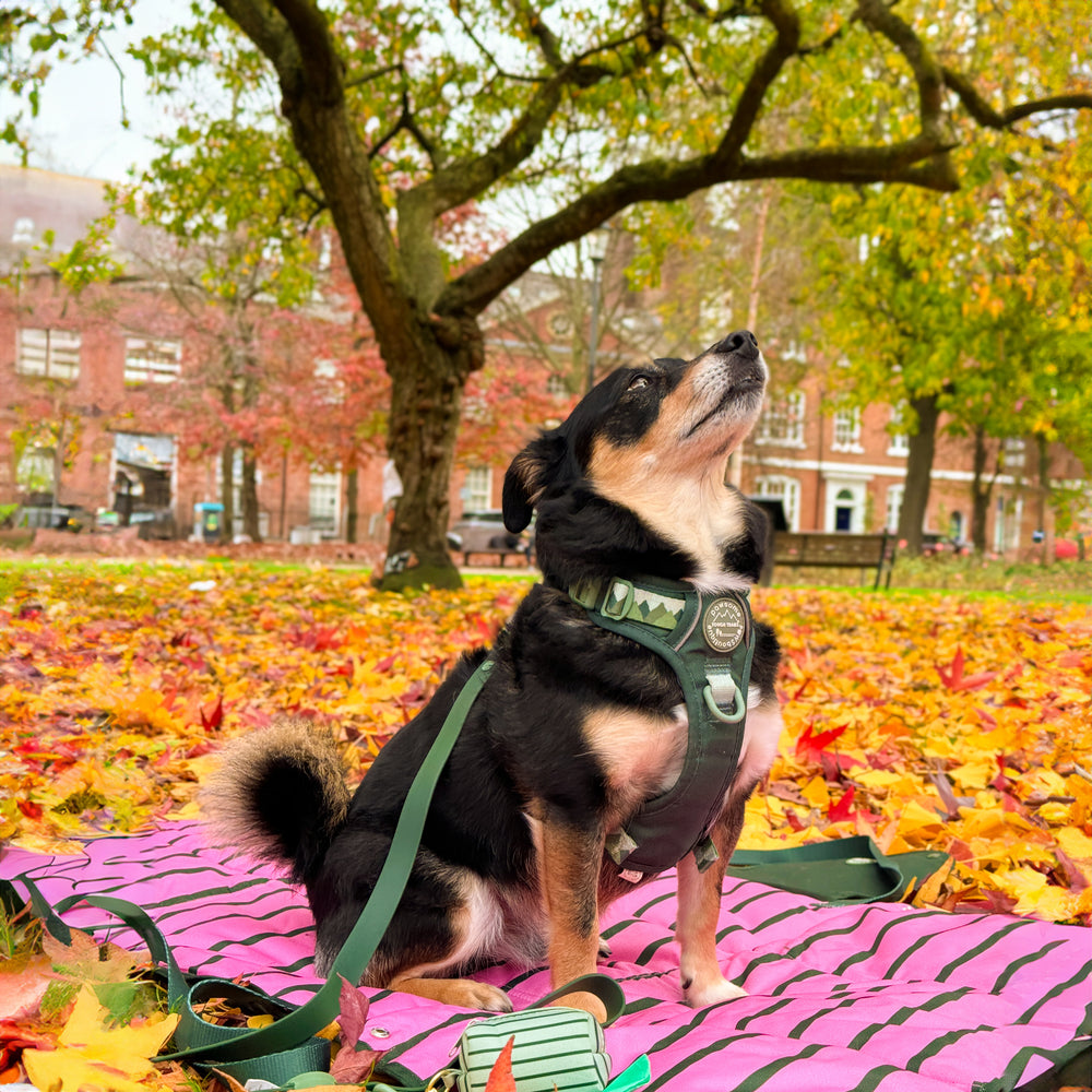 Travel Mat - Walkies Ready®