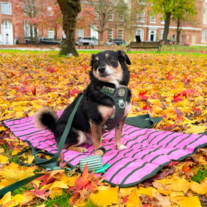 Travel Mat - Walkies Ready®