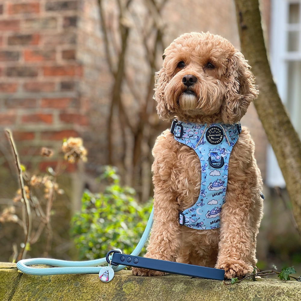 Disney© 4ft Rope Lead - Eeyore - Baby Blue and Navy
