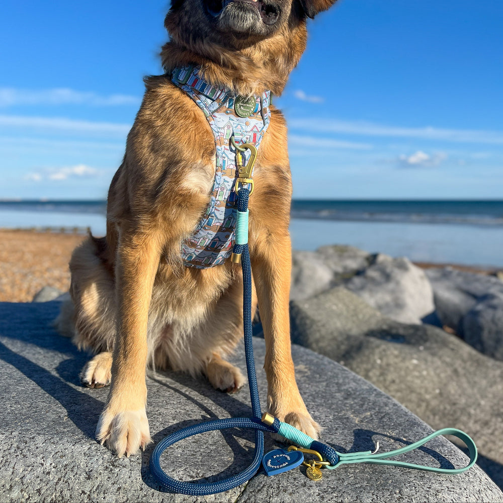 4ft Rope Lead - Royal Blue