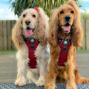 Tough Trails™ Harness - Walkies Ready® Snowy Mountains