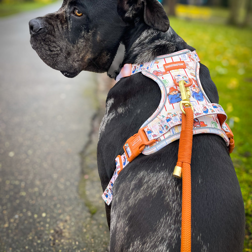 4ft Rope Lead - Rust