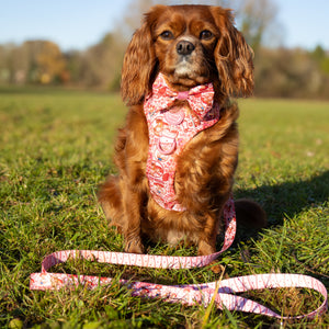 Disney© Lead - Jessie