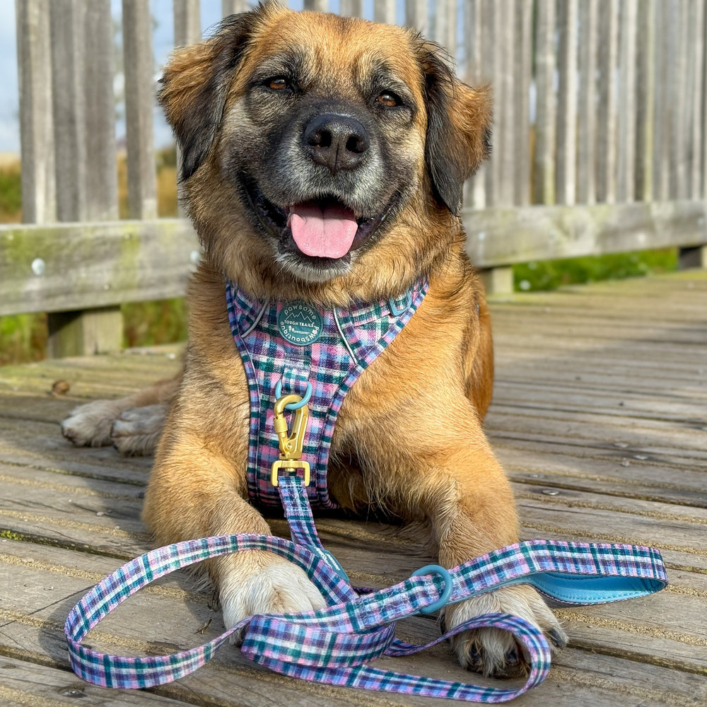 Lead - Tweed Twilight