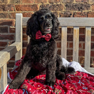 Bow Tie - Bows Of Joy