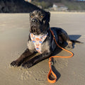 4ft Rope Lead - Rust