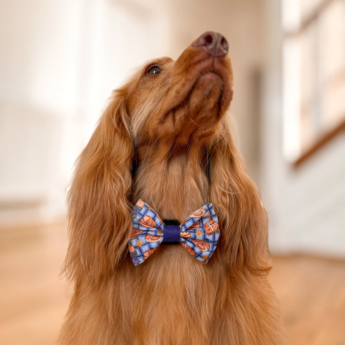 Bow Tie - Rise & Shine