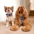 Bow Tie - Rise & Shine