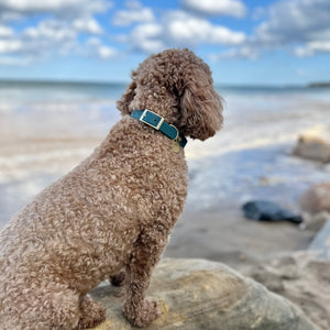 Waterproof Collar -  Jade (Gold Hardware)