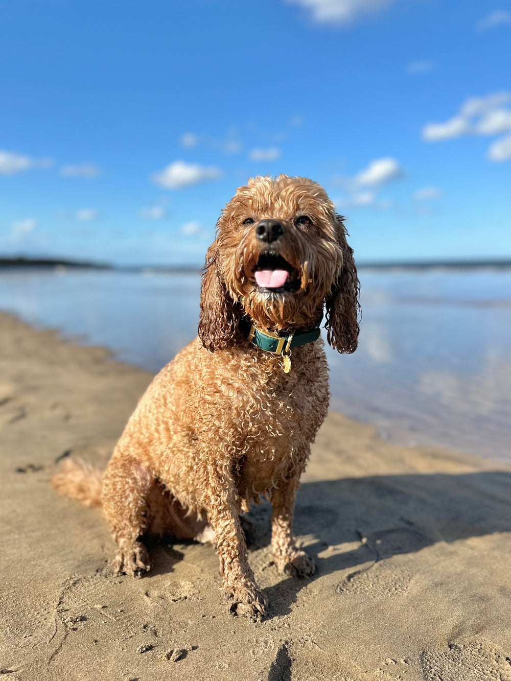 Waterproof Collar -  Jade (Gold Hardware)