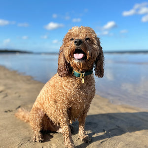 Waterproof Collar -  Jade (Gold Hardware)