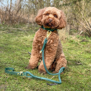 Disney© 4ft Rope Lead - Jungle Book