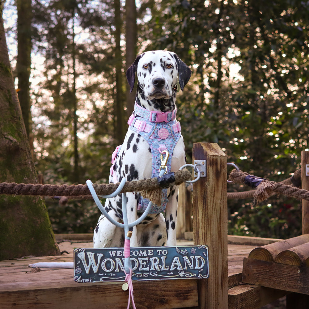 Disney© 4ft Rope Lead - Mad Hatters Tea Party