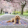 Dog Blanket - Rise & Shine