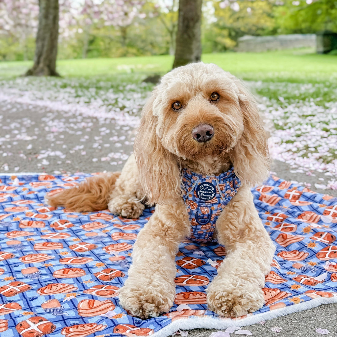 Dog Blanket - Rise & Shine