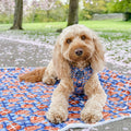 Dog Blanket - Rise & Shine