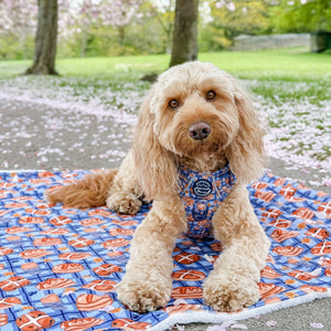Dog Blanket - Rise & Shine