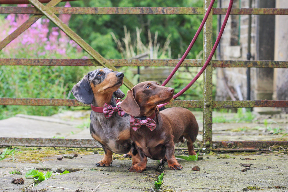 4ft Rope Lead - Mulberry