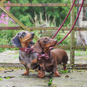 4ft Rope Lead - Mulberry