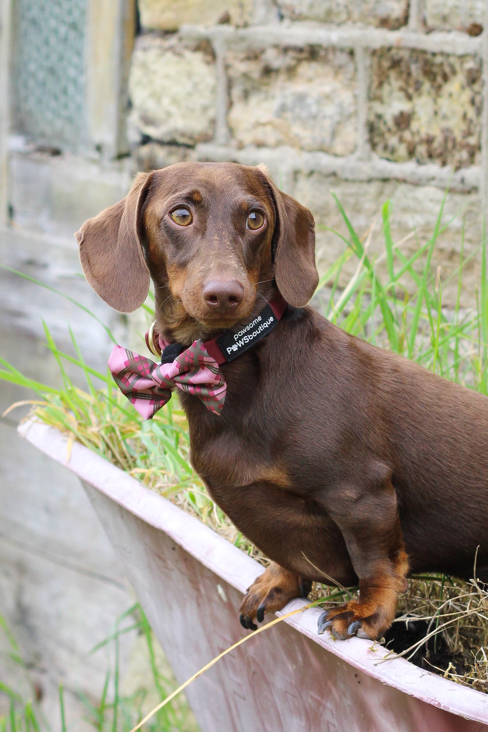 Waterproof Collar - Mulberry (Gold Hardware)