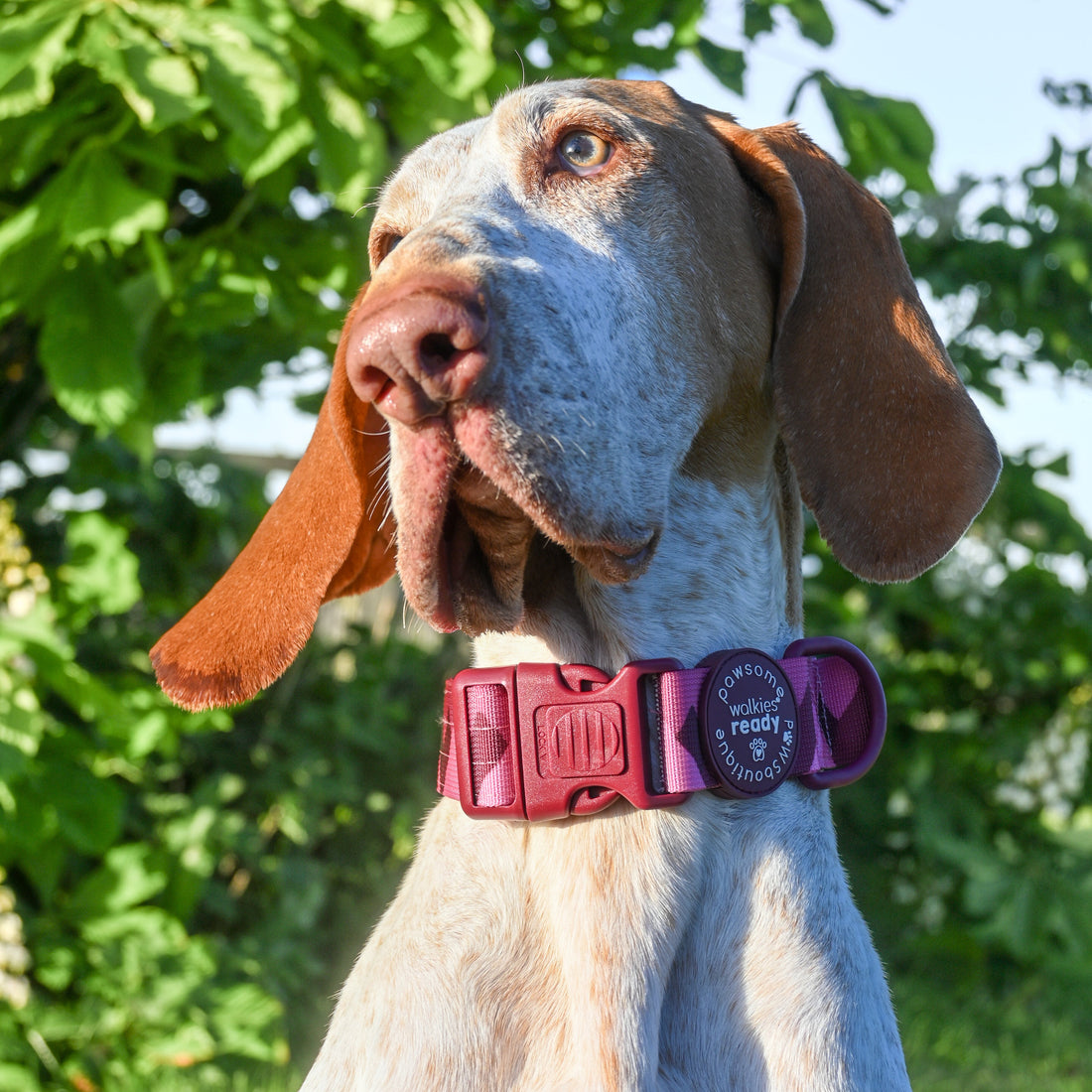 Adventure Collar - Mulberry (Size Large Only)