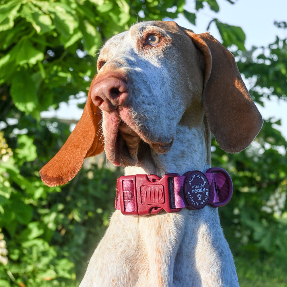 Adventure Collar - Mulberry (Size Large Only)