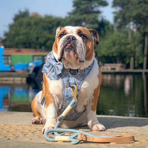 Disney© Sailor Bow Tie - Bambi + Friends Blue