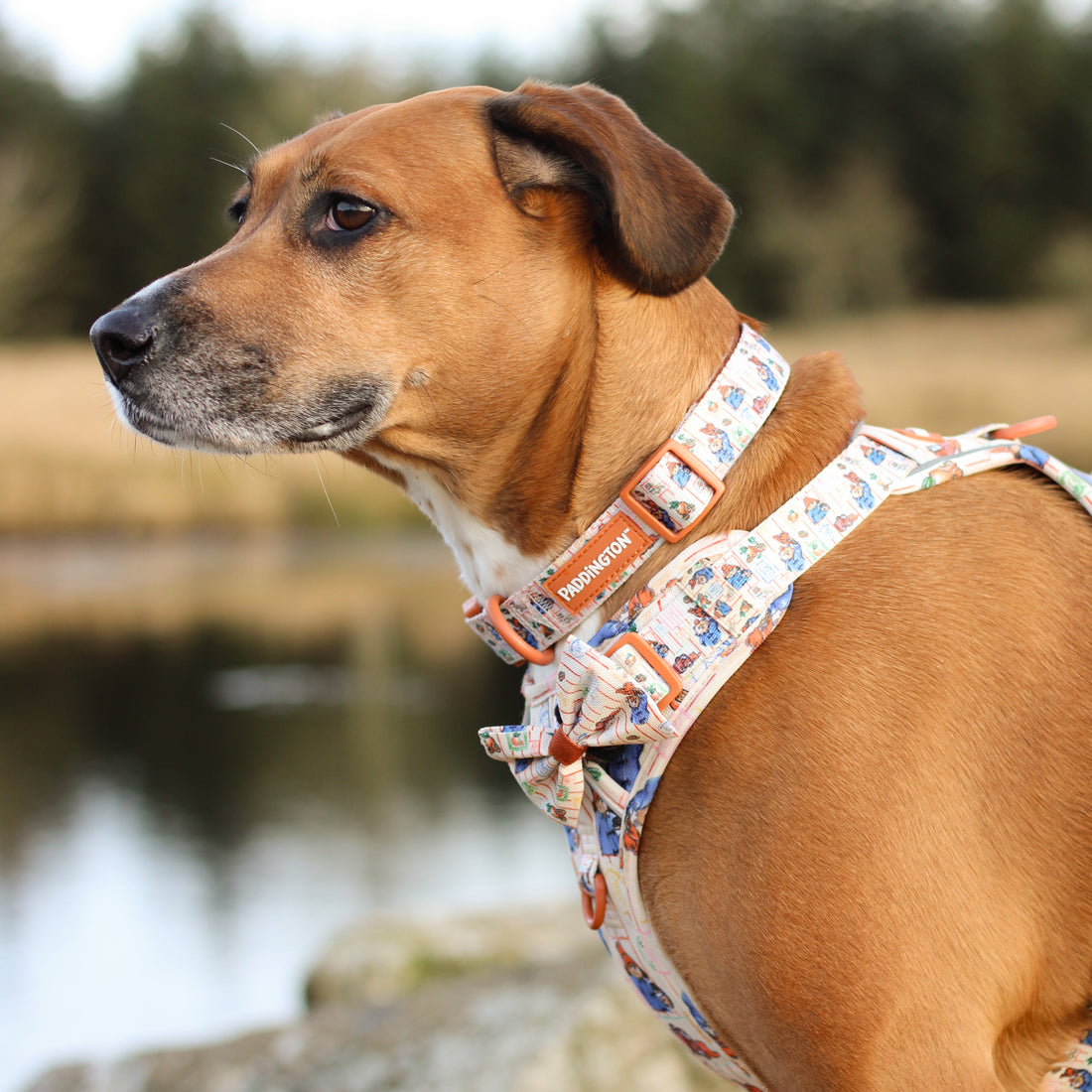 Paddington™ Bow Tie - Peckish Paddington