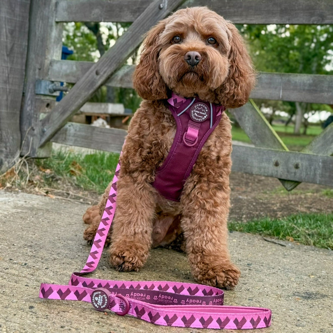 Lead - Walkies Ready® Mulberry