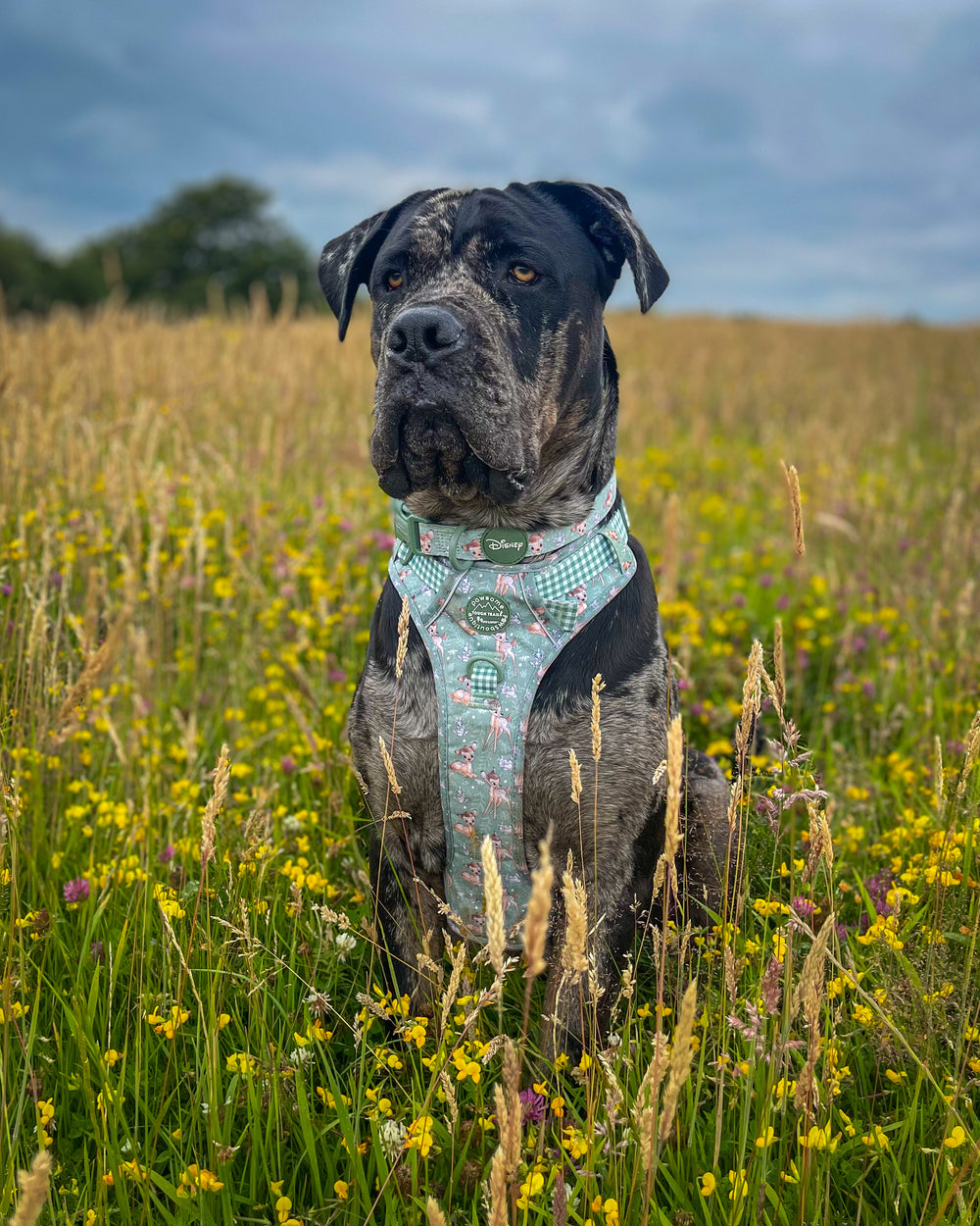 Disney© Collar - Bambi + Thumper