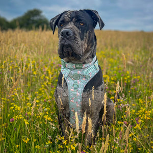 Disney© Collar - Bambi + Thumper