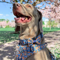 Bow Tie - Rise & Shine