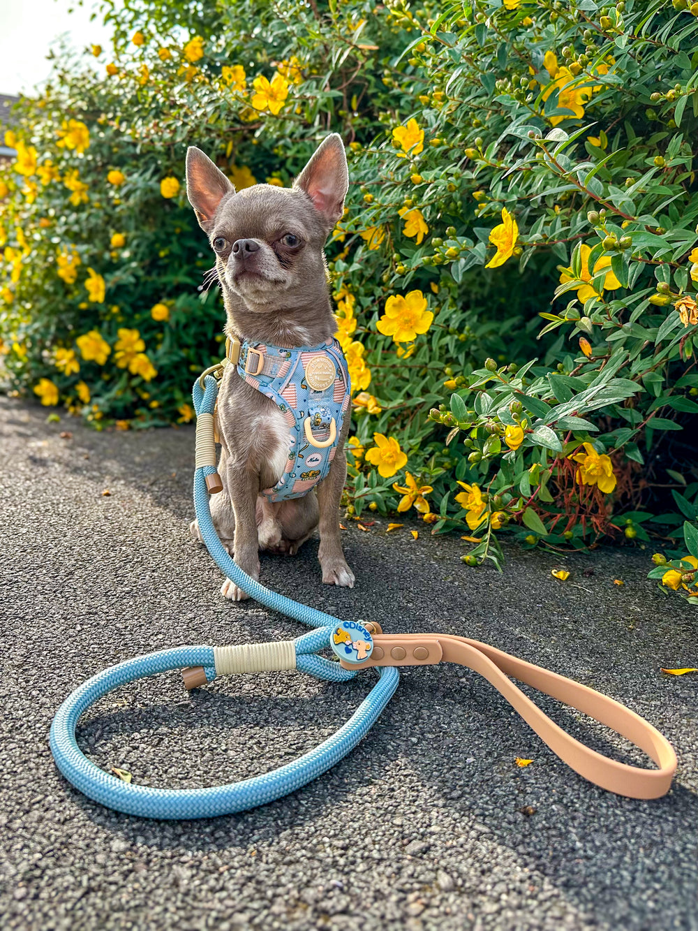 Disney© 4ft Rope Lead - Lion Friends - Sage and Mustard