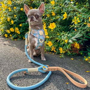 Disney© 4ft Rope Lead - Lion Friends - Sage and Mustard