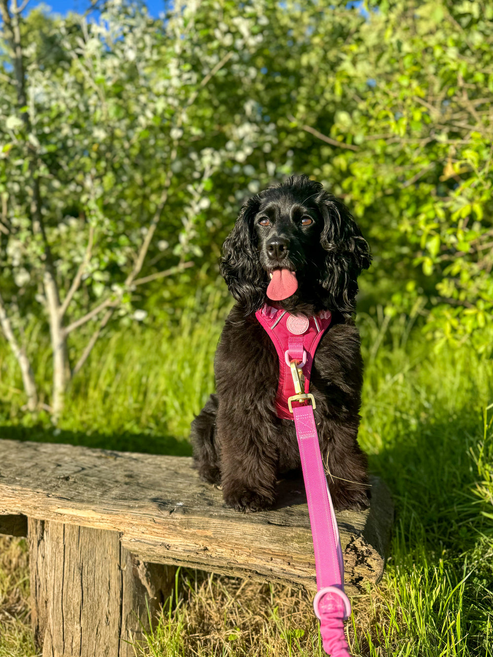 Handsfree Lead - Walkies Ready® Raspberry Pink