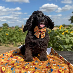 Sailor Bow - Celestial Spirit