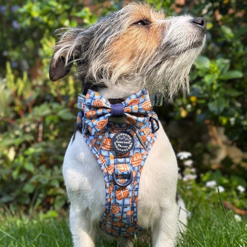 Bow Tie - Rise & Shine