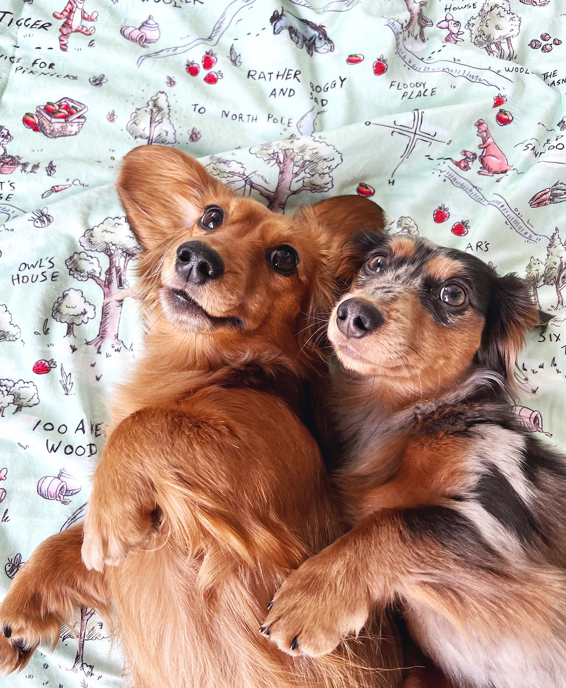 Disney© Dog Blanket - 100 Aker Wood