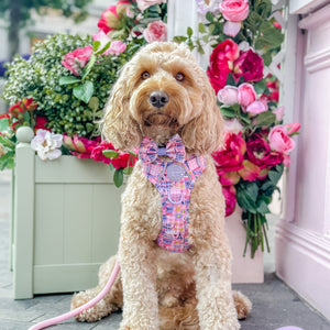 4ft Rope Lead - Emily In Paris