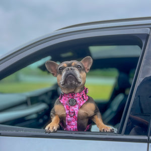 Tough Trails™ Harness - Mean Girls