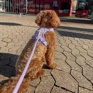 4ft Rope Lead - Walkies Ready® Lavender Lilac