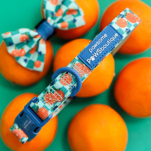 Collar - Fruit Punch