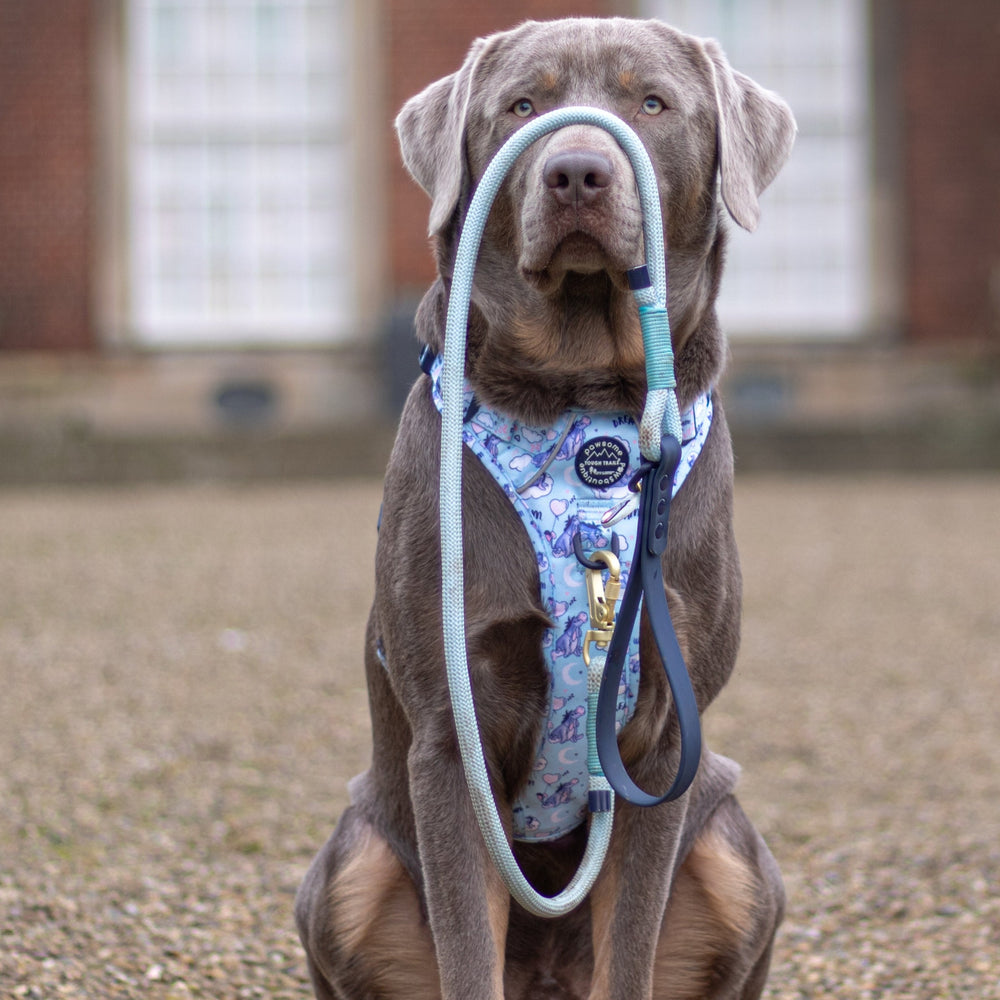 Disney© 4ft Rope Lead - Eeyore - Baby Blue and Navy