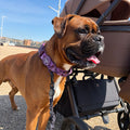 Adventure Collar - Plum (Size Large Only)