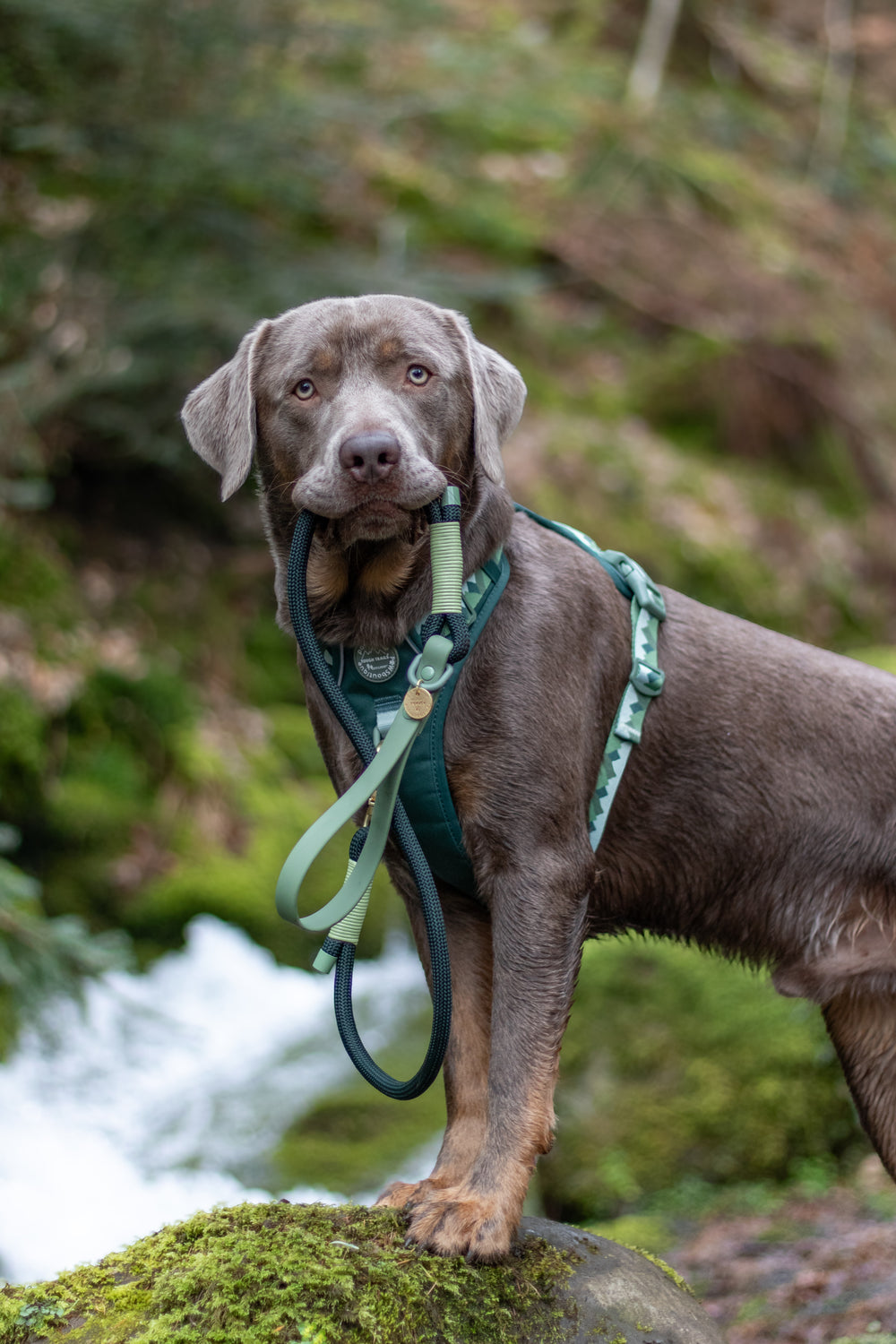 4ft Rope Lead - Walkies Ready® Forest Green