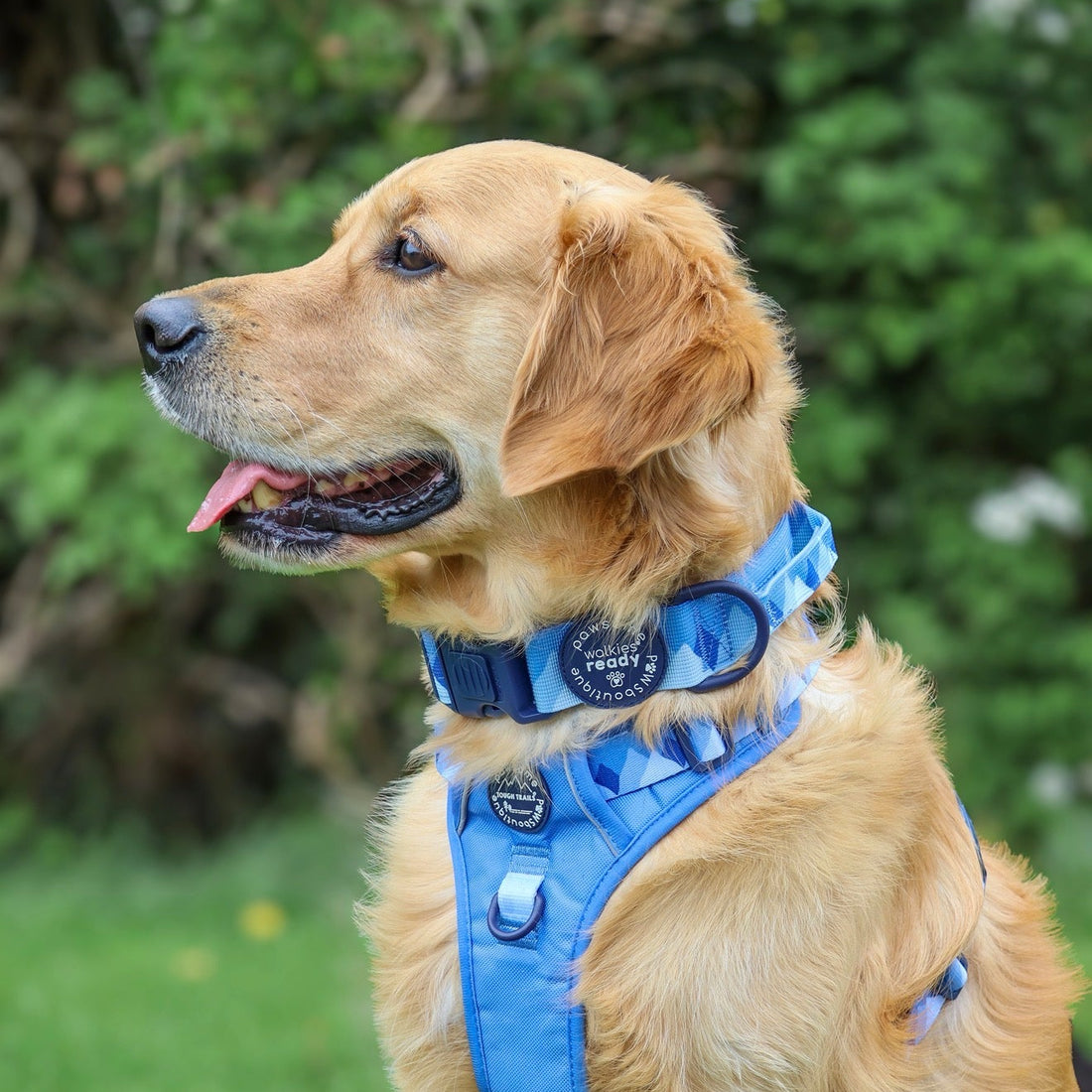 Adventure Collar - Cornflower Blue (Size Large Only)