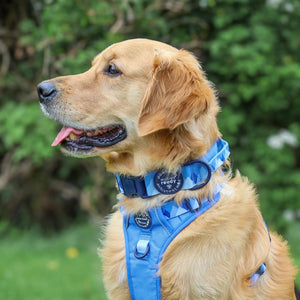Adventure Collar - Cornflower Blue (Size Large Only)