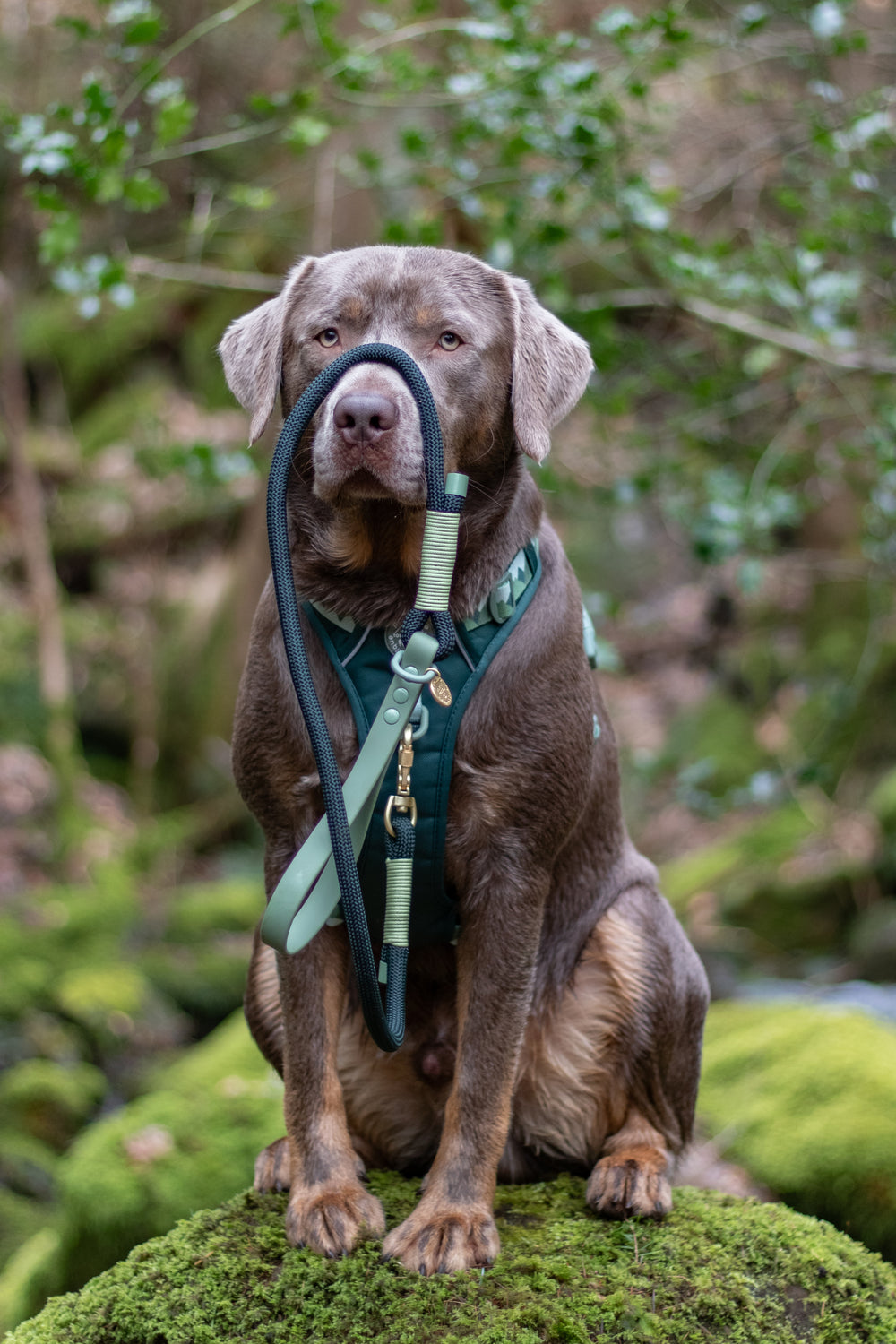 4ft Rope Lead - Walkies Ready® Forest Green