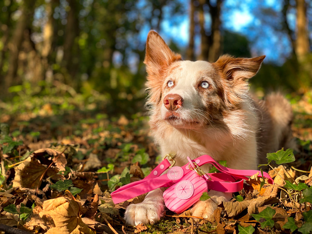 4ft Waterproof Lead - Walkies Ready® Raspberry Pink