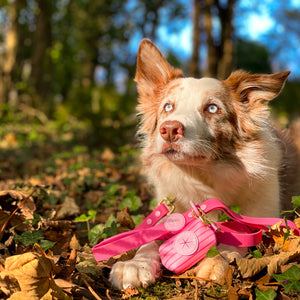 4ft Waterproof Lead - Walkies Ready® Raspberry Pink